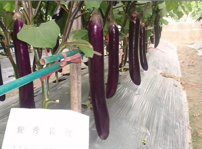 茄子种子  紫秀长红—紫红长茄，厂家直销