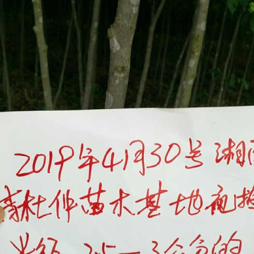 泸溪县 精品杜仲苗米径1.3一3.3的正在热销中