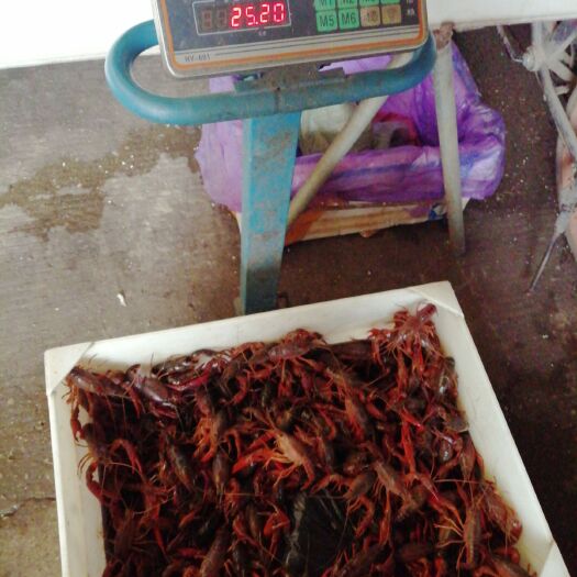 克氏原螯虾 人工养殖 4-6钱