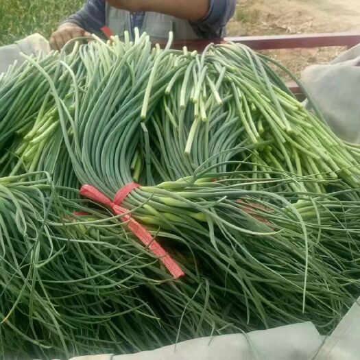 商河县 商河白帽蒜苔 5月10号左右大量上市 有收购的老板抓紧联系