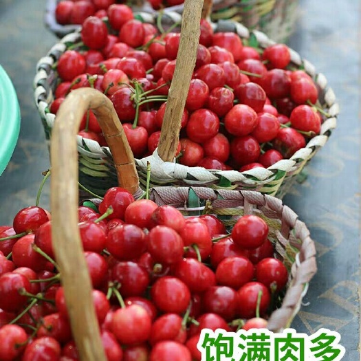 西安红灯樱桃 红灯，先锋