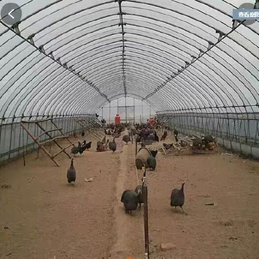 杭州蔬菜大棚 大棚钢架全部厂家直销。