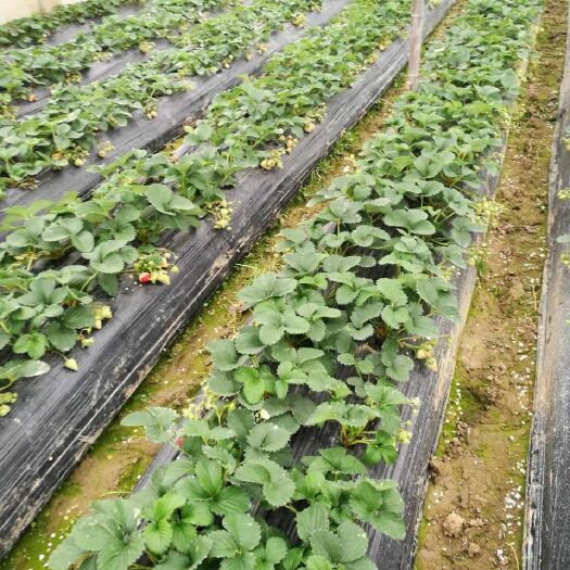南通奶油草莓苗 10公分以下 地栽苗