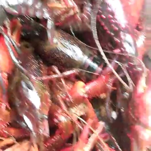 潢川县清水小龙虾 青红虾，，
5-7，需要不同规格的联系价格惊喜
