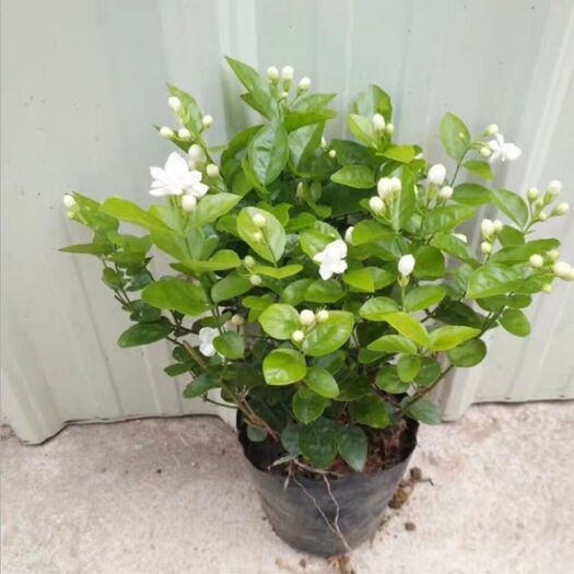 沭阳县 白茉莉花盆栽 茉莉花盆栽 茉莉花盆栽花卉重瓣 包