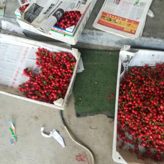 新泰市甜樱桃 早红宝石