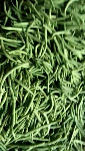 无架四季豆 12cm以上