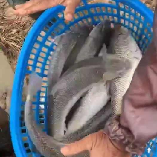 上海淡水银鳕鱼 人工养殖
