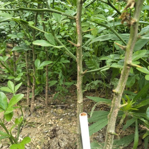 沂南县枳实种苗 枸橘苗