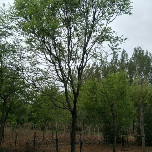 南召县北栾树