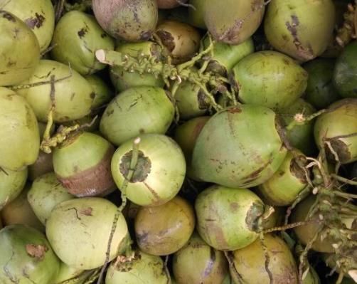 海口 菲律宾的椰子。如果有需要可以找我