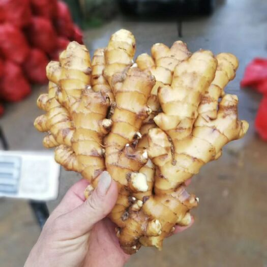 乐昌市 大量现货生姜出售