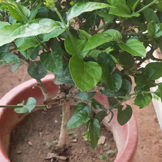 大连白色茉莉 自家大棚养的白茉莉，大盆15元一盆