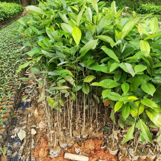 广州楠木 造林绿化苗木