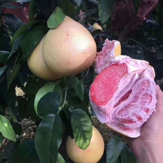 景洪市三红蜜柚苗 