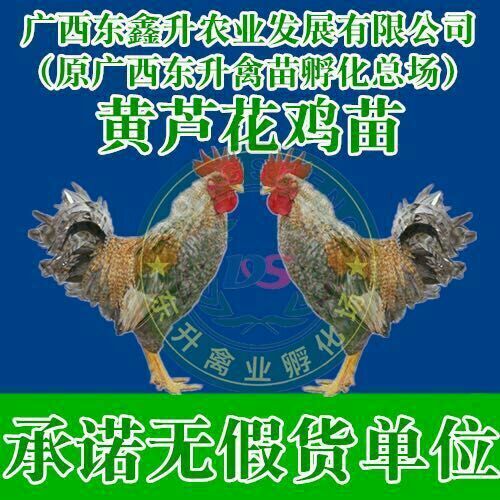 南宁 卢花鸡苗——承诺，假货单位