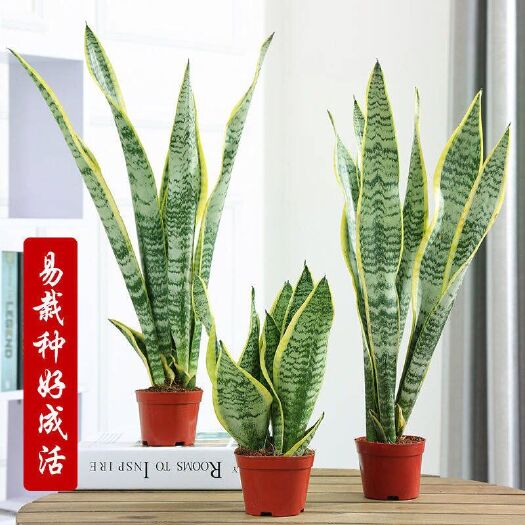  金边兰新房吸甲醛多肉植物防辐射室内花卉绿植盆栽
