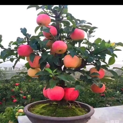 平邑县苹果盆栽果树苗红富士  鸡心果 盆栽