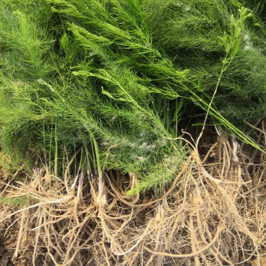 济南芦笋根