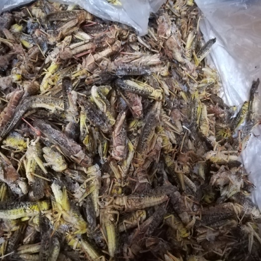 柳州东亚飞蝗