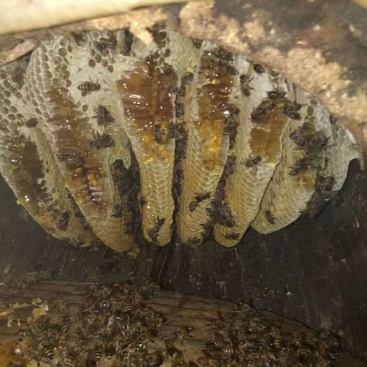 南华县 正宗野生土蜂蜜    天然