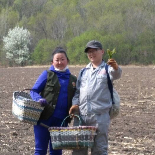 尚志市 刺老芽