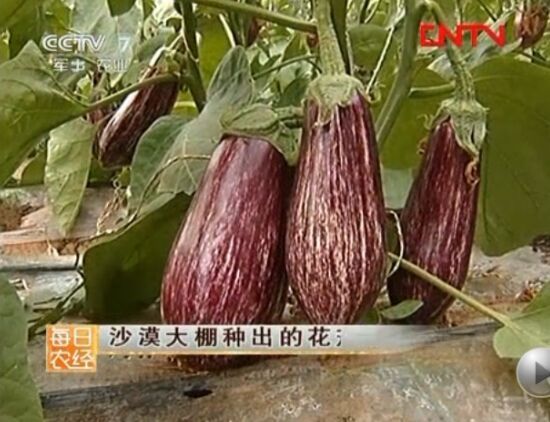 茄子种子批发 茄子种子彩色花茄子 安琪拉价格140元 袋 惠农网触屏版