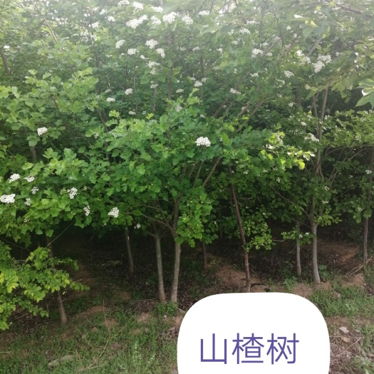 泰安普通山楂苗 山楂树，各种规格都有