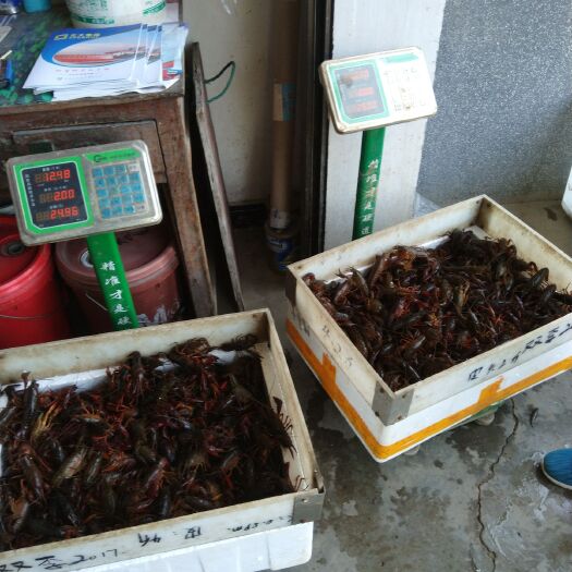 钟祥市清水小龙虾 6-8钱 稻田虾