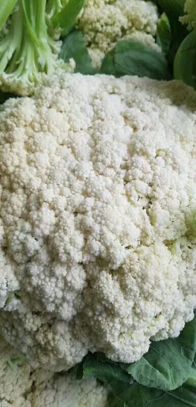 通许县白花菜花  河南省开封市通许县有机菜花大量上市欢迎全国各地的