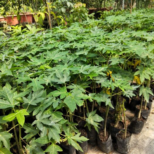 灵山县红心木瓜苗