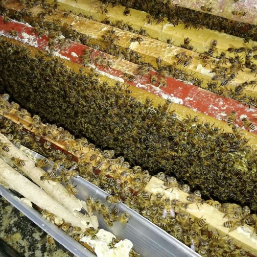 金沙县 中华蜜蜂，土蜜蜂，中蜂