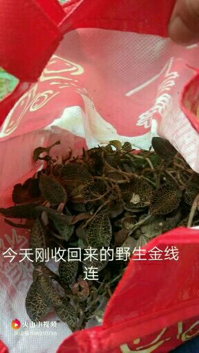 连山县金线莲 新鲜货 现找现卖