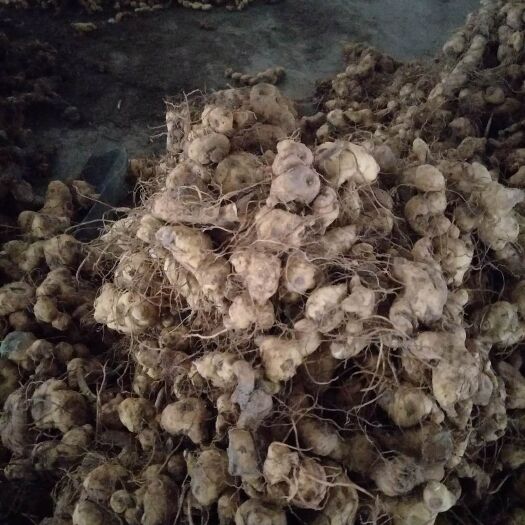 瑞昌市 黄精，黄精