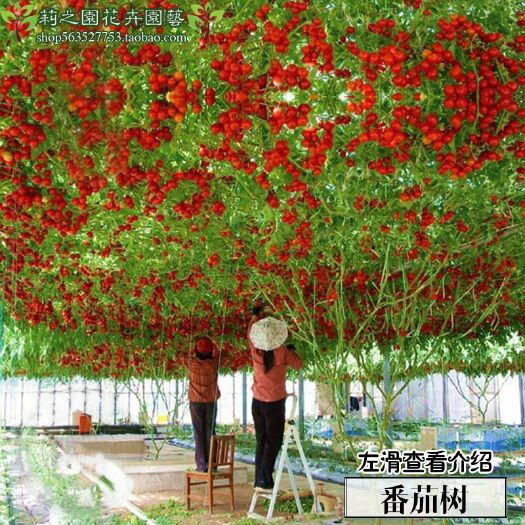 粉果番茄种子 番茄树种子10粒/包