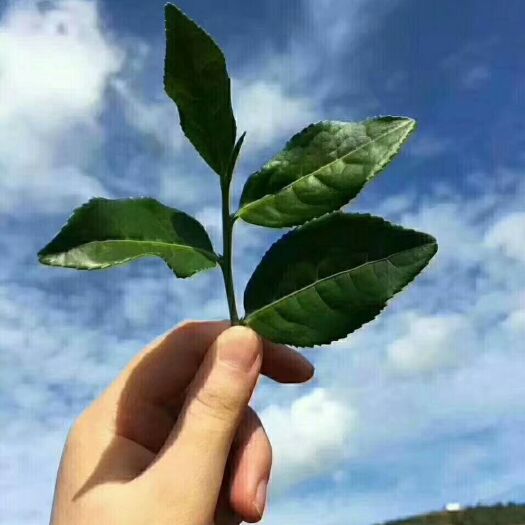  新春茶鐵觀音