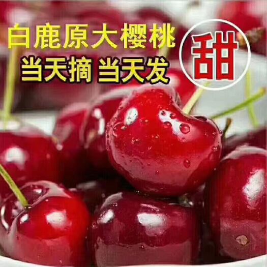 西安红灯樱桃 20mm以上 8-12g