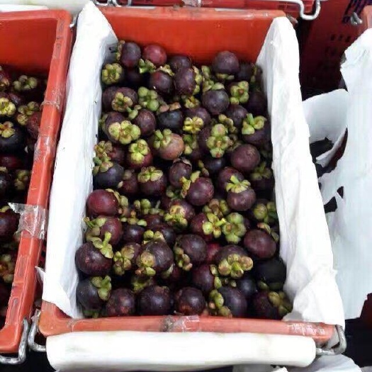河口县印尼山竹