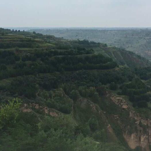 庆阳 山地油松