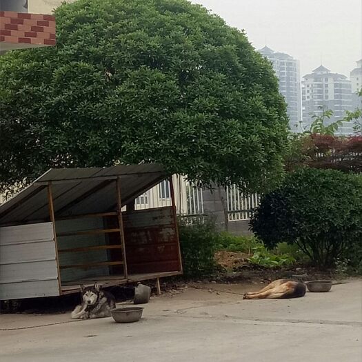 丹江口市 大量出售桂花树苗