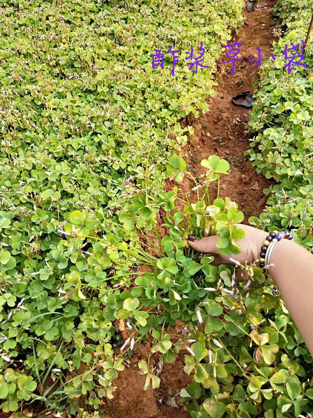 宜良县红花酢浆草  红花酢 酱草，本基地种植有各种绿化工程苗木草花