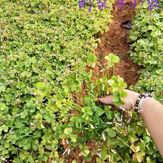 宜良县红花酢浆草  红花酢 酱草，本基地种植有各种绿化工程苗木草花