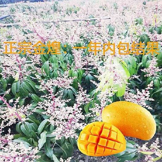 灵山县金煌芒果苗 金煌芒果树苗二到四公分