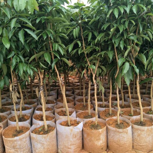 灵山县桂味荔枝苗 桂味荔枝杯苗，种下一年可以结果。