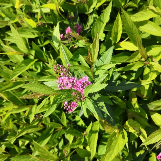 杭州绣线菊 绣钱菊苗