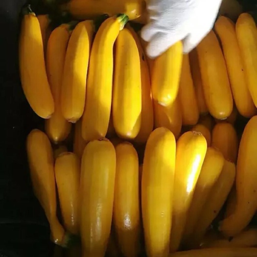 寿光市【店长推荐】香蕉西葫芦种子 （寿光）杂交系 纯种