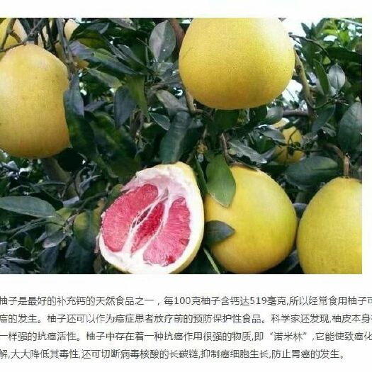 梓潼县 柚子保果