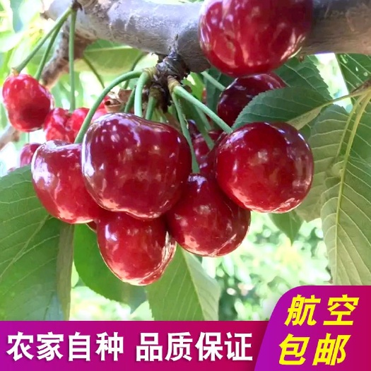 唐河县 自种大樱桃，顺丰一件包邮
