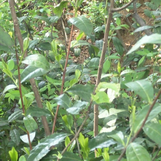 信阳野生绿茶 自家茶园，自已加工，高，中，底档应有尽有！纯生态绿色食品！