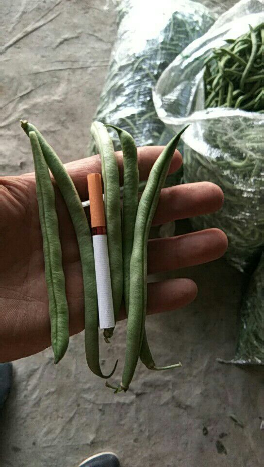 无架四季豆 12cm以上